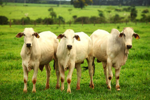 16009211-300x200 EUA removem barreira a carne bovina 'in natura' brasileira