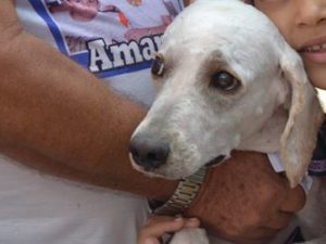 16691436280003622710000-300x225 ONG realiza brechó e feira de adoção de animais neste domingo, em João Pessoa