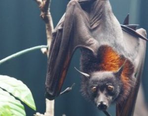 Morcego-310x245-300x237 Por devorar mil mosquitos por hora, morcego vira arma contra a zika