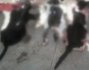 WhatsApp-Image-20160710-1-1-310x245-300x237 Em greve de fome, presos matam gatos para fazer churrasco no Recife