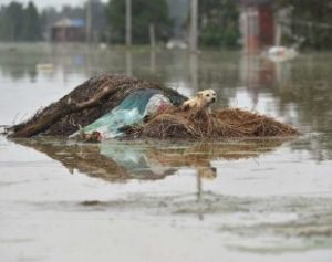 cao-310x245-300x237 Temporada de chuvas deixa 186 mortos e afeta 33 milhões na China