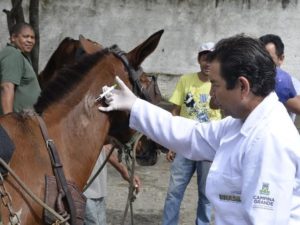 chip_cavalo-1-300x225 Em dois meses, mais de 600 animais recebem chips em Campina Grande