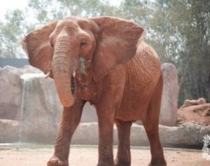 elefante-1-310x245-300x237 Elefante mata menina de 7 anos em zoológico no Marrocos