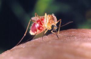 muriçoca-300x195 Muriçoca comum pode transmitir o vírus da Zika, afirma Fiocruz