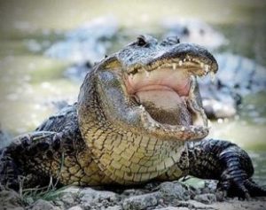 1aa9bd4k1y_2vogskh1hq_file-310x245-300x237 Crocodilo de 10 metros devora corpos de vítimas de criminosos no México