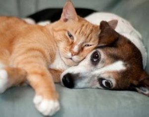 C-es-e-gatos-310x245-300x237 CCJ aprova projeto que criminaliza agressões contra cães e gatos
