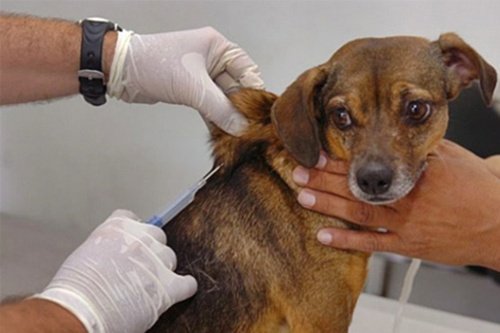 Vacina-cachorro Monteiro alcança meta de 90% na Campanha de Vacinação Antirábica
