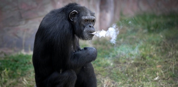 aaa Chimpanzé que fuma atrai visitantes a zoológico da Coreia do Norte