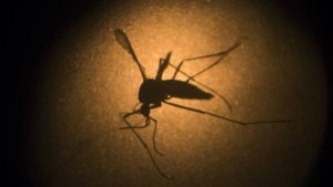 2016-920235122-congress-zika_20160630-1-300x169 Saiba o que é o mayaro, vírus transmitido pelo Aedes aegypti que pode se espalhar