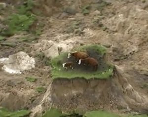 blog_cows-310x245-1-300x237 Vacas ‘sortudas’ sobrevivem a terremoto e ficam isoladas