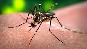download-1-2-300x168 Paraíba é 2º estado do país com mais mortes por chikungunya, diz Saúde