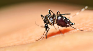 image-800x445-300x167 Brasil é país com maior avanço nas pesquisas sobre zika vírus, afirma ministro