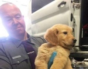 filhotes-1-310x245-300x237 Policiais resgatam mais de 100 filhotes de cachorro após acidente com van