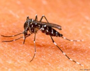 Dengue-310x245-1-300x237 Dengue, zika e chikungunya: Brasil teve quase 2 milhões de casos em 2016