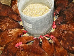 criação-de-frango-caipira-ração-blog-300x225 Projeto universitário de avicultura produz frango até 30% mais barato