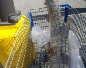 tubarao-310x245-300x237 Tubarão de 1,5 metro é encontrado em carrinho de supermercado