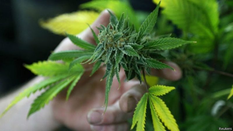 cannabis-800x450 Justiça libera cultivação de maconha para uso medicinal em João Pessoa