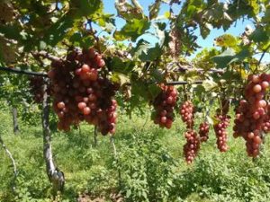 17553336280003622710000-300x225 Agricultores driblam seca e ampliam renda com produção de uvas no Sertão da Paraíba
