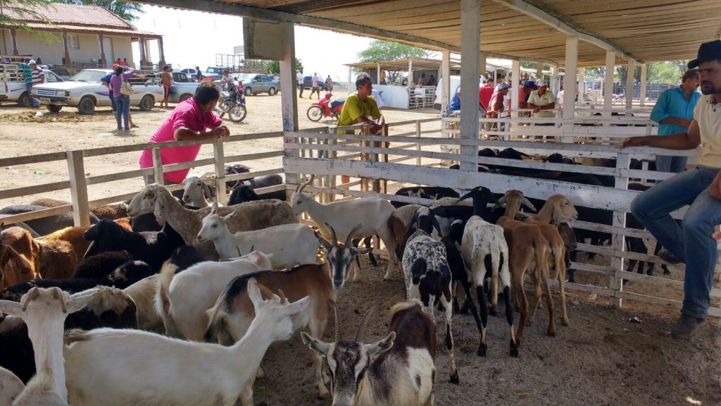 feira_animais_1-1024x576 Feira de Animais bate recorde e comercializa mais de mil animais em Monteiro