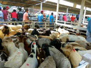 feira_animais_mnt-300x225 Feira de Animais bate recorde e comercializa mais de mil animais em Monteiro