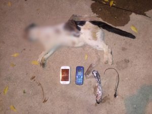gato-presidio-cajazeiras-celulares-300x225 Cachorro mata gato que levava celulares para presídio da PB