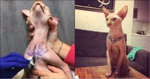 modelo-tatua-gato-para-postar-nas-redes-sociais-300x159-300x159 Mulher é investigada após tatuar gato e postar fotos