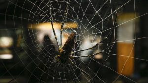 naom_556c6efbeeafb-300x169-300x169 Reino Unido se prepara para invasão de aranhas gigantes