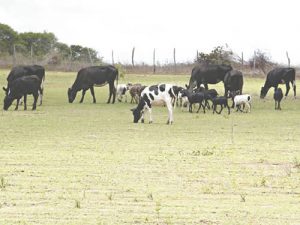 dp1-300x225 Efraim Filho consegue elevar orçamento que beneficia produtores de leite do Cariri