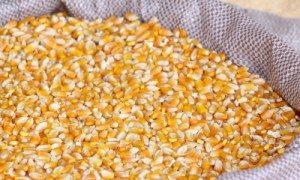 milho1804-300x180 Conab reabre posto e entrega 500 toneladas de milho para agricultores