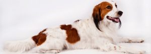 doggo1-300x107 Organização reconhece duas novas raças de cachorros