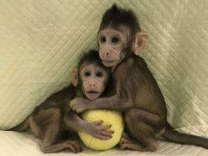 macaquinhas-clonadas-300x225-300x225 Cientistas chineses conseguem clonar primatas pela primeira vez na história