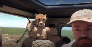 guepardo-2-300x156-300x156 Guepardo invade carro e assusta turistas em safári
