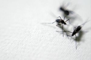 malaria-300x200 Casos de malária crescem 50% e põem região Norte do país em alerta