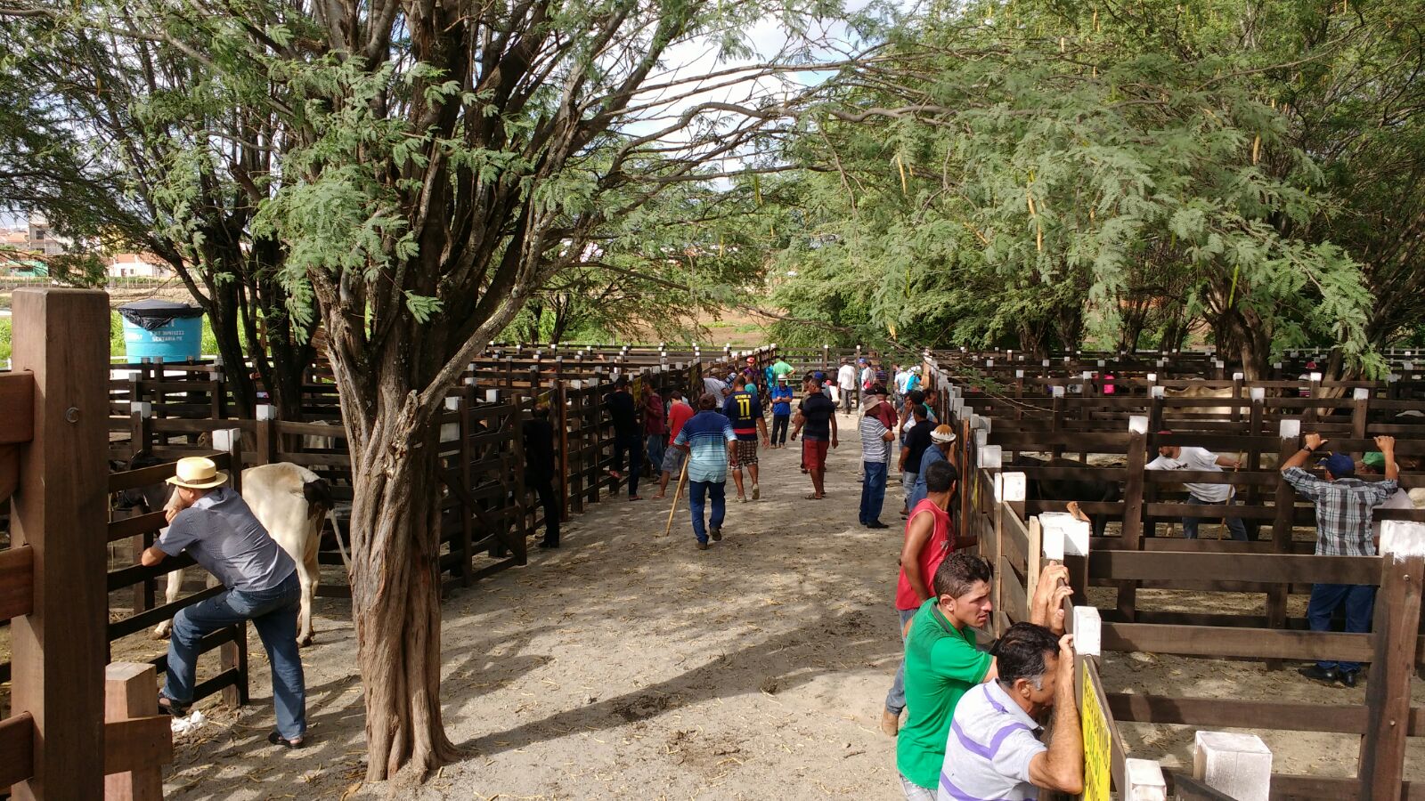 feira_animais_2 Prefeitura beneficiará produtores rurais da cidade de Monteiro neste sábado