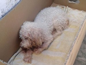 whatsapp-image-2018-05-14-at-18.28.06-300x228 VIOLÊNCIA GRATUITA: Cachorro morre após ser abandonado em tonel de lixo- VEJA VÍDEO