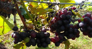 Produção-de-uva-orgânica-no-Câmpus-IV-3-1 Projeto garante produção de uvas em alto padrão no Sertão da Paraíba