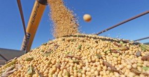 grãos-1-300x156 IBGE estima redução de 5,3% na safra de grãos deste ano