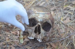cranio_humano_cajazeiras-1-696x460-1-300x198 Cachorro encontra crânio humano em terreno na PB; polícia investiga o caso