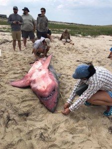 tubarao-branco-225x300 Tubarão é encontrado com pesos de chumbo no corpo