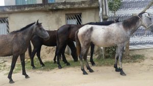 Cavalos-nas-ruas-300x169-300x169 Ótima ideia: Promotor recomenda prender donos de animais soltos nas ruas