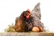 mini_1541433467 Prefeitura de Monteiro cria projeto que vai alavancar a produção e venda de ovos caipiras