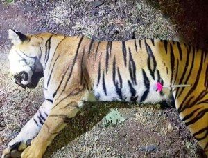 tigresa-300x229 Tigresa que matou 13 pessoas é achada e morta