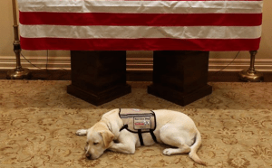 DOG-2-300x186 Cão que acompanhava Bush é visto ao lado do caixão