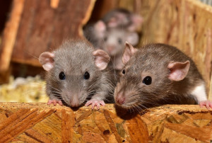 cute-3284412-1920 Aquecimento global pode ampliar população de ratos