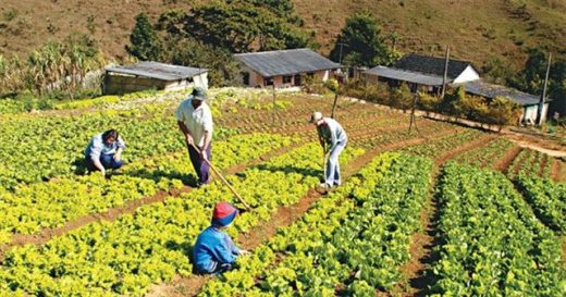 1814168-520x273 Governo incentiva instalação de agroindústrias para fortalecer a agricultura familiar