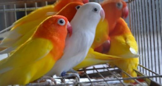69919-passaros_1-520x277 Sudema abre agendamento on-line para cadastro de criadores de aves silvestres
