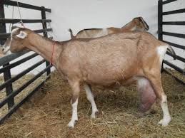 images-1 Paraíba é o maior produtor de leite de cabra do país
