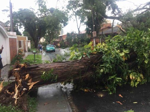 arvore_caida_sjc_ronaldo_poli-507x380 Governo decreta situação de emergência em 177 municípios na Paraíba