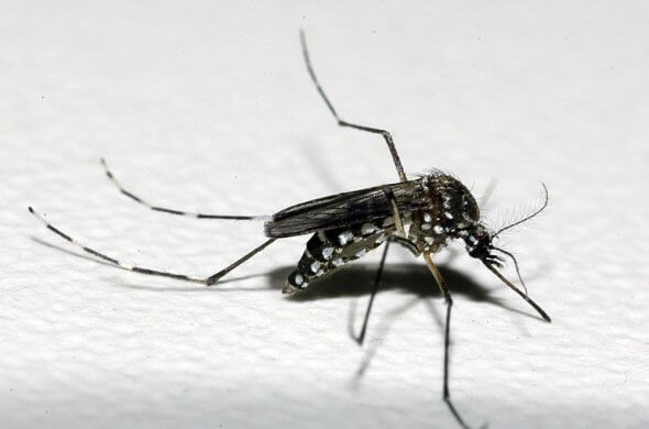 fiocruz-dengue-590x390 Taperoá e mais 45 cidades da PB correm risco de surto para dengue, zika e chikungunya