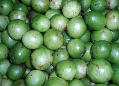 umbu Festival do Umbu em Sumé promove a valorização da fruta e seus derivados